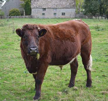 Manor Farm B&B - Kelmscott