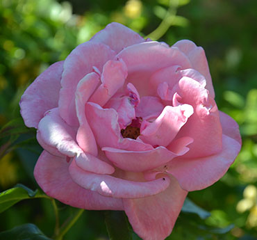 Manor Farm B&B - Kelmscott